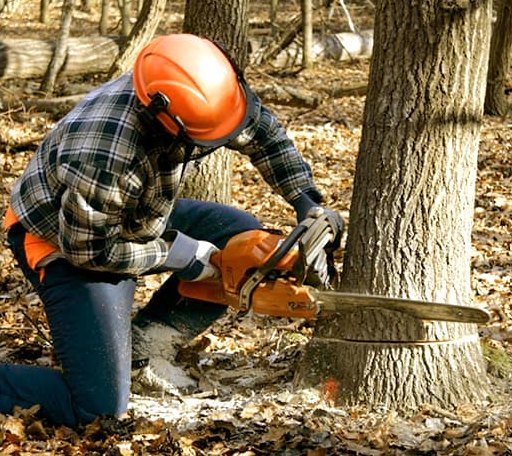 Tree Removal in Bleiblerville, TX